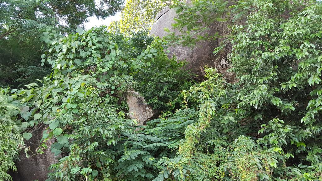 Villa Kayola - Self Catering Pointe La Rue ภายนอก รูปภาพ